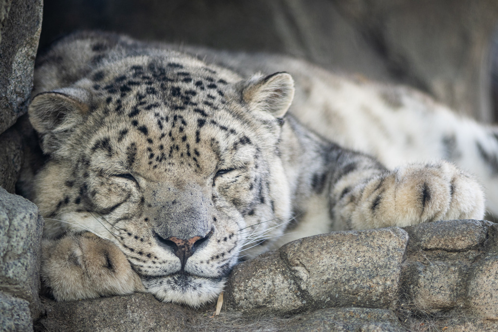 _DSC2520 | kaefersammler_roy - Realisiert mit Pictrs.com