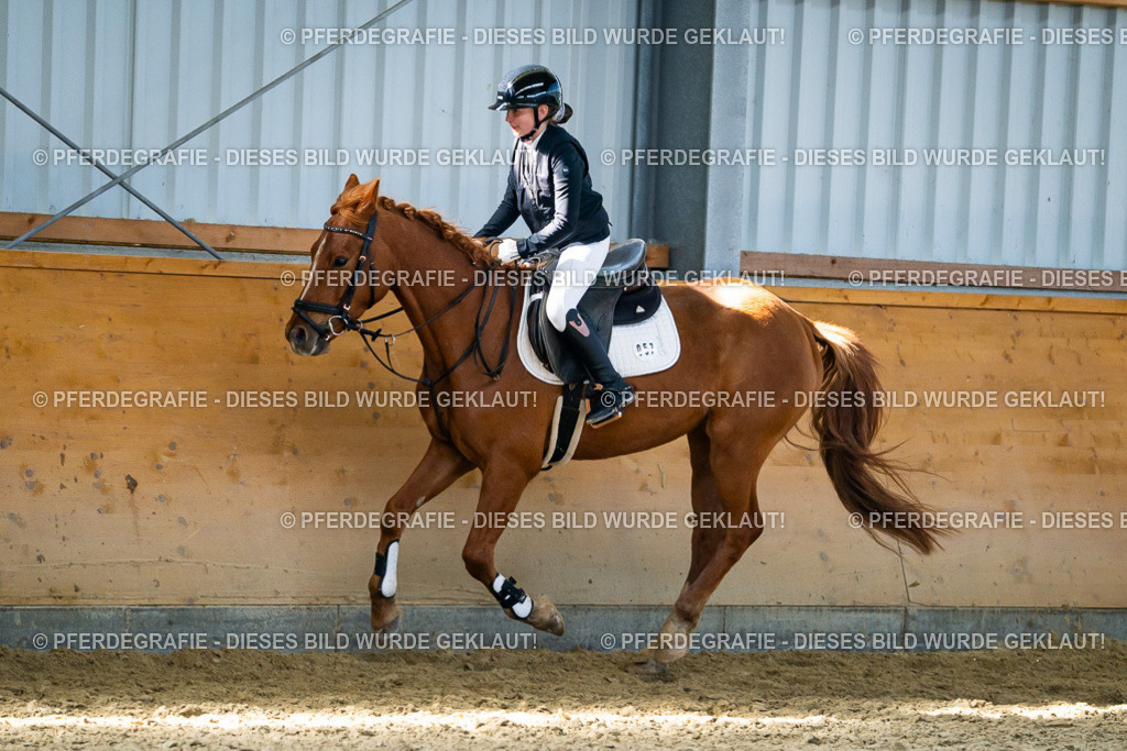 DSC01922 | Pferdegrafie