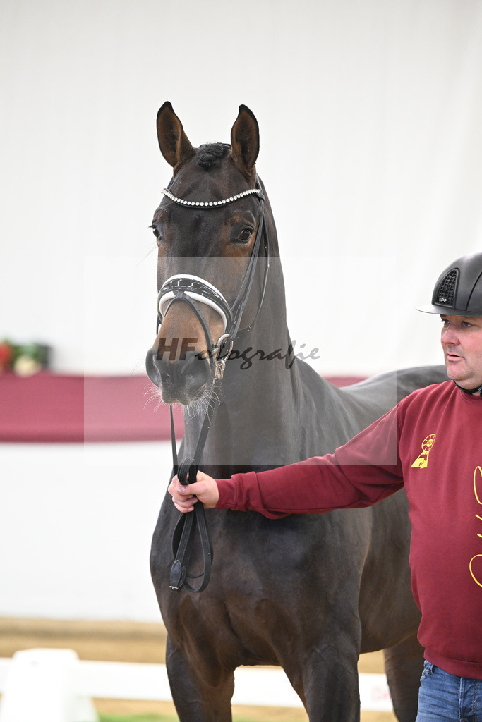 Kat-Nr. 139 Escolar x Rubin-Royal_2M2 Horese I Bastad AB_47250311 | hf-fotografie - Realisiert mit Pictrs.com