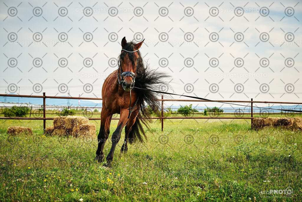 049_202406_Niki-Herodes_NZ9_9733 | proPHOTO - Realisiert mit Pictrs.com