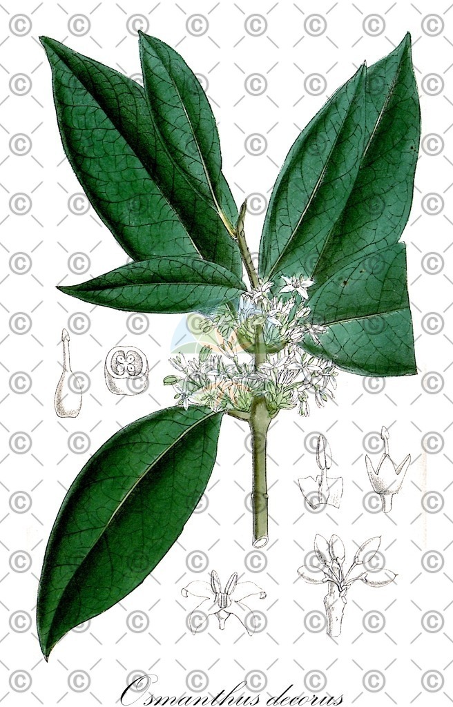HistAbb_wfo-0000895419_1_ENZY_Simple | Historische Abbildung von Osmanthus decorus - Oleaceae | Historical Illustration of Osmanthus decorus - Oleaceae