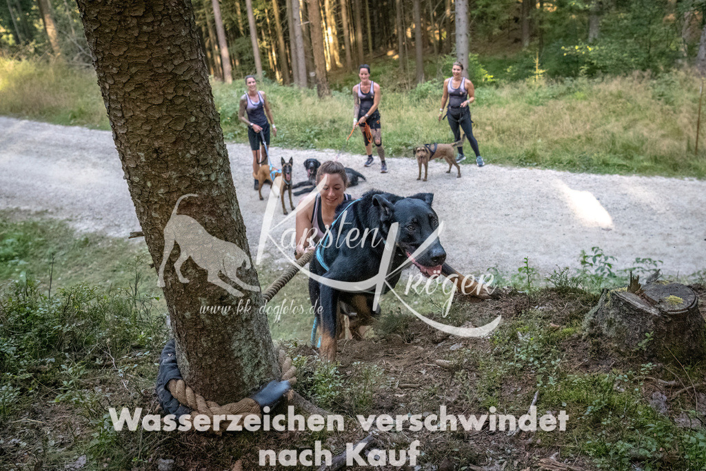 0943_ZZ92736-DeNoiseAI-low-light | kk-dogfotos