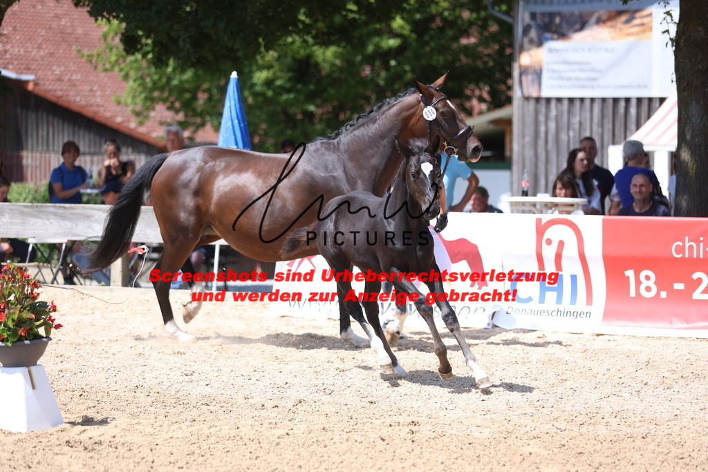 Fohlenschau_Schwäbisch_Hall_springbetonte_Fohlen_KN 34_8 | lmwpictures - Realisiert mit Pictrs.com