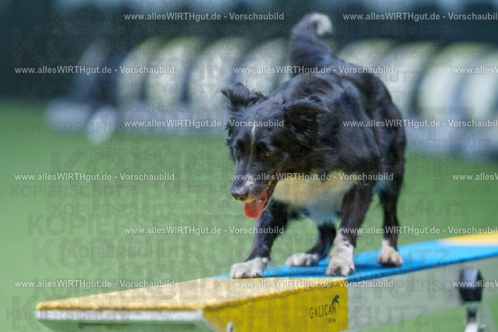 @allesWIRTHgut_Tierfotografie - www.allesWIRTHgut.de - 2604261132-7R509695 | Professionelle Tierfotografie in Mönchengladbach von Daniel Wirth (allesWIRTHgut). Liebevolle & natürliche Bilder von Hunden & Katzen für unvergessliche Erinnerungen.