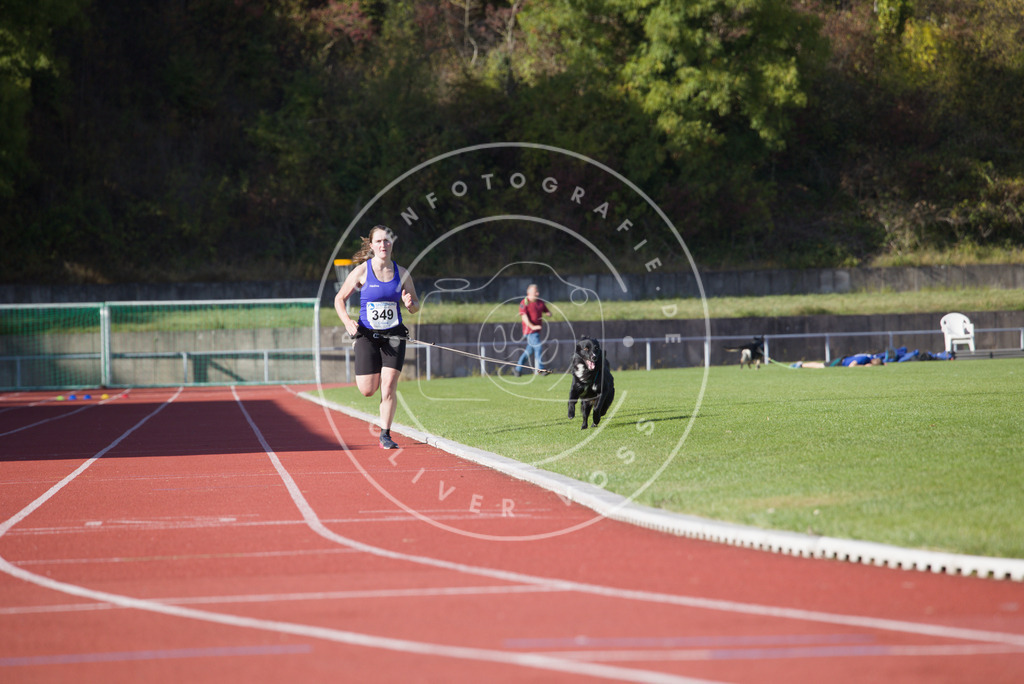 0L8A9562 | Hundefotografie, Tierfotograf, Pfotenfotografie, Fotoshooting Hund, Hunde Portrait, Hundesport, Hundeportraits, Heideshooting, Hunde, Sportfotograf, Hundefotograf, Turnierhundsport, THS,  - Realisiert mit Pictrs.com
