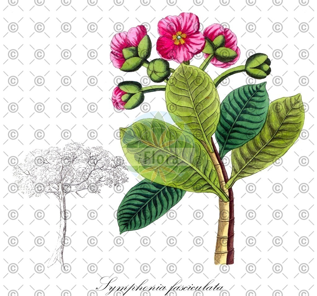 HistAbb_wfo-0000317914_1_ENZY_Simple | Historische Abbildung von Symphonia fasciculata - Clusiaceae | Historical Illustration of Symphonia fasciculata - Clusiaceae