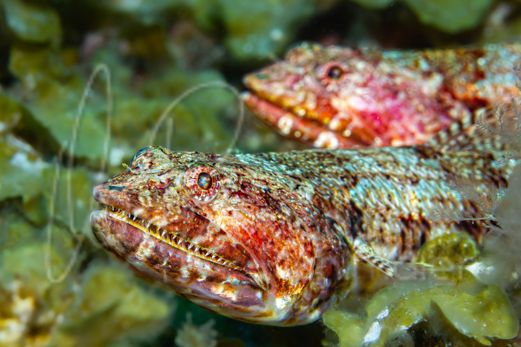 Synodus saurus | DE: atlantischer EidechsenfischEN: Atlantic lizardfishES: Pez lagarto rayadoFR: Poisson-lézard rayé - Realisiert mit Pictrs.com