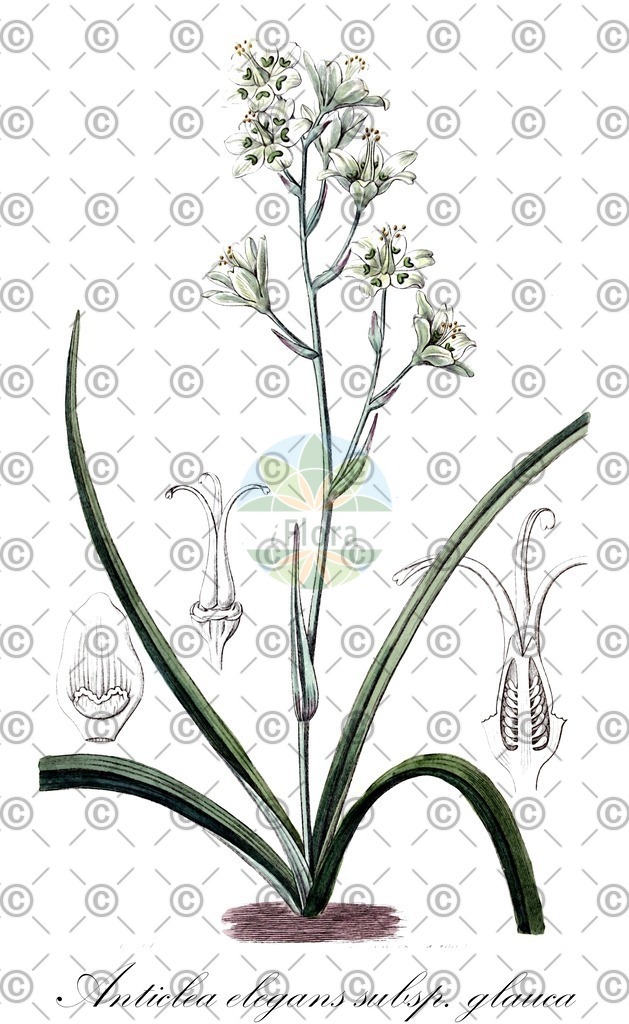 HistAbb_wfo-0000538908_1_ENZY_Simple | Historische Abbildung von Anticlea elegans subsp. glauca - Melanthiaceae | Historical Illustration of Anticlea elegans subsp. glauca - Melanthiaceae