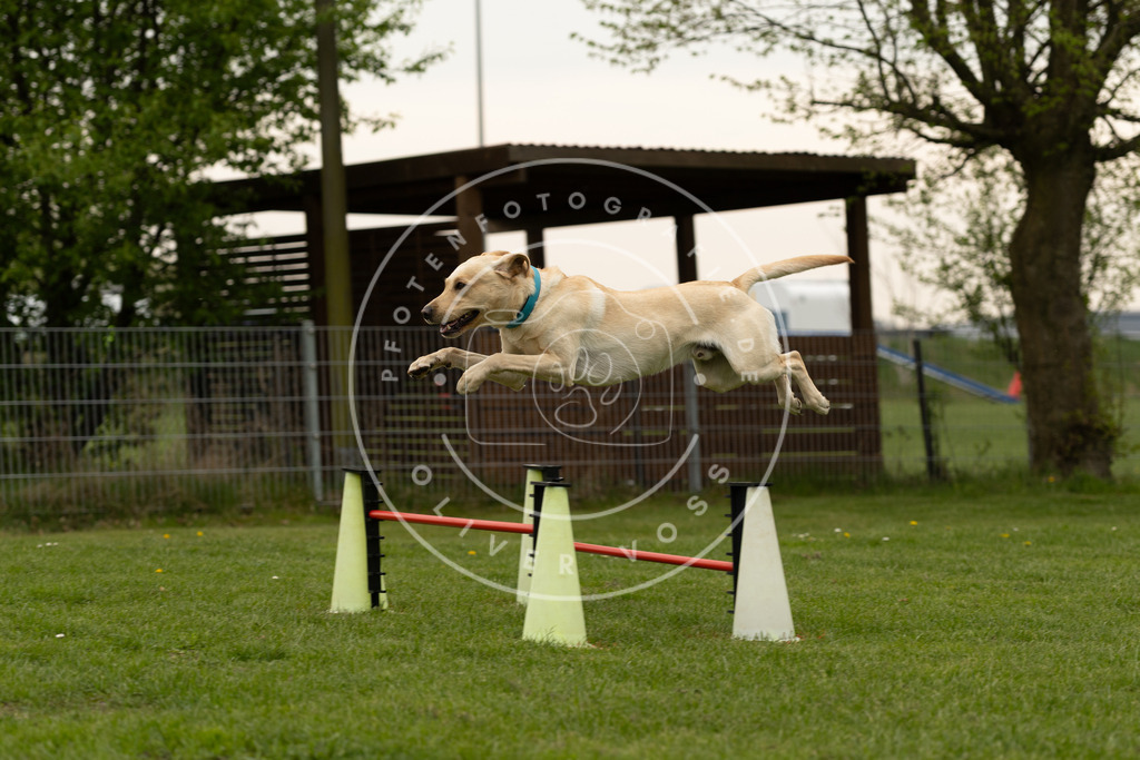 Pfotenfotografie_DV3A9349 | Hundefotografie, Tierfotograf, Pfotenfotografie, Fotoshooting Hund, Hunde Portrait, Hundesport, Hundeportraits, Heideshooting, Hunde, Sportfotograf, Hundefotograf, Turnierhundsport, THS,  - Realisiert mit Pictrs.com