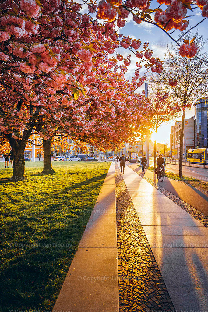 Johannesplatz | Der Johannesplatz am Grassi Museum in Leipzig – besonders zur Kirschblütenzeit – ist ein echtes Frühlings-Highlight: historisch, ästhetisch, ruhig, aber zentral. Perfekt für Content rund um Natur in der Stadt, Architektur, Museen &amp; saisonale Highlights wie die Kirschblüte. Der Johannesplatz am Grassi Museum in Leipzig ist ein ruhiger, zentraler Platz mit beeindruckender Architektur und einer zauberhaften Kirschblüte im Frühling. - Realisiert mit Pictrs.com
