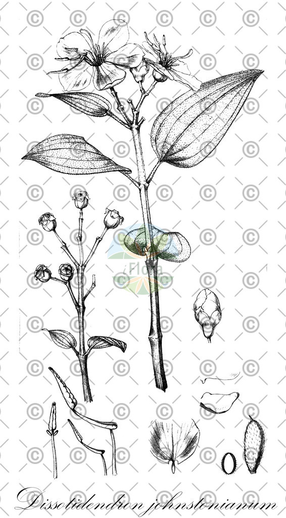 HistAbb_wfo-0000397321_1_ENZY_Simple | Historische Abbildung von Dissotidendron johnstonianum - Melastomataceae | Historical Illustration of Dissotidendron johnstonianum - Melastomataceae