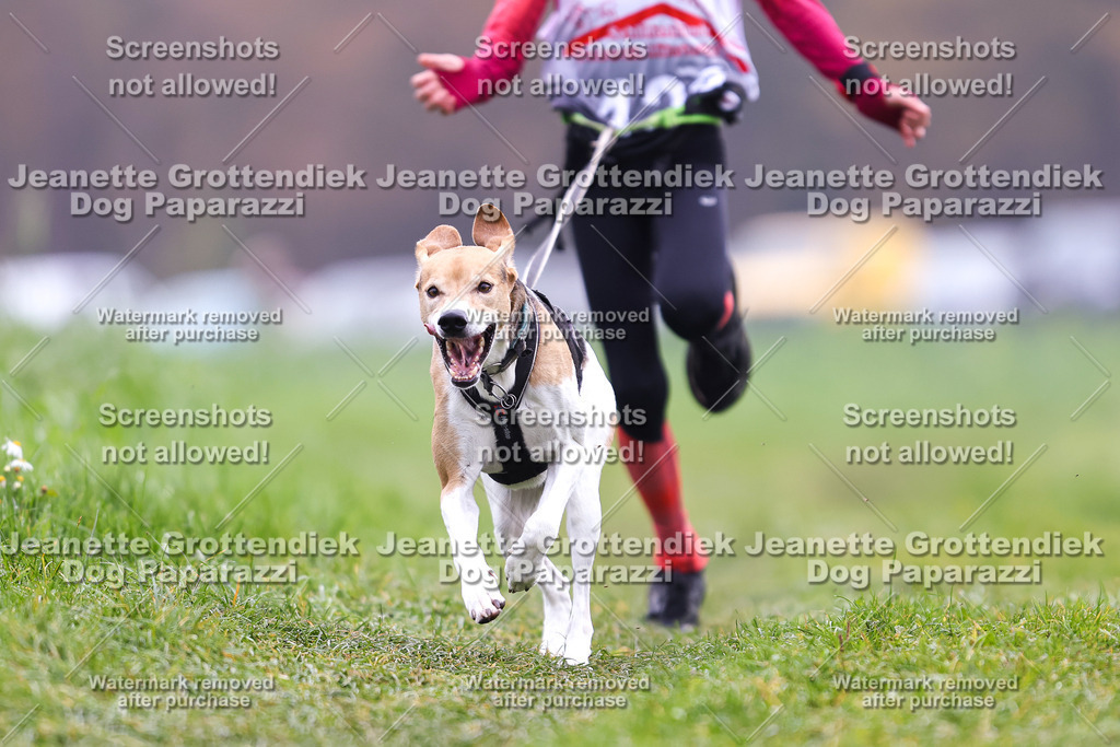 Dog Paparazzi - Visbeck 25 -334 | Dog Paparazzi Jeanette Grottendiek Fotografie & Videografie - Realisiert mit Pictrs.com