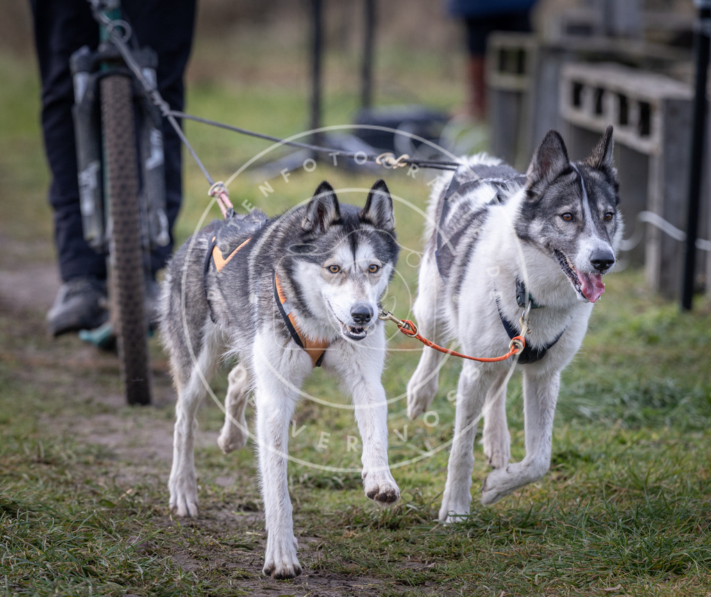 Pfotenfotografie_DV3A6982 | Hundefotografie, Tierfotograf, Pfotenfotografie, Fotoshooting Hund, Hunde Portrait, Hundesport, Hundeportraits, Heideshooting, Hunde, Sportfotograf, Hundefotograf, Turnierhundsport, THS,  - Realisiert mit Pictrs.com