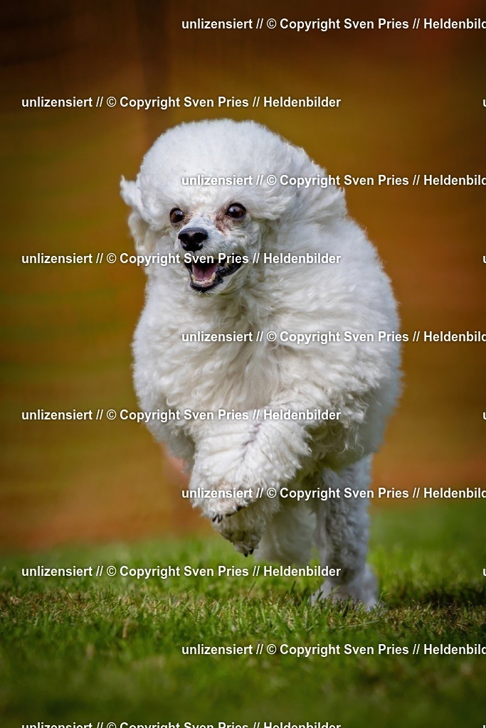 Sven Pries | 2024-09-22 - Hunderennen Baden-BadenPudelverein - Realisiert mit Pictrs.com