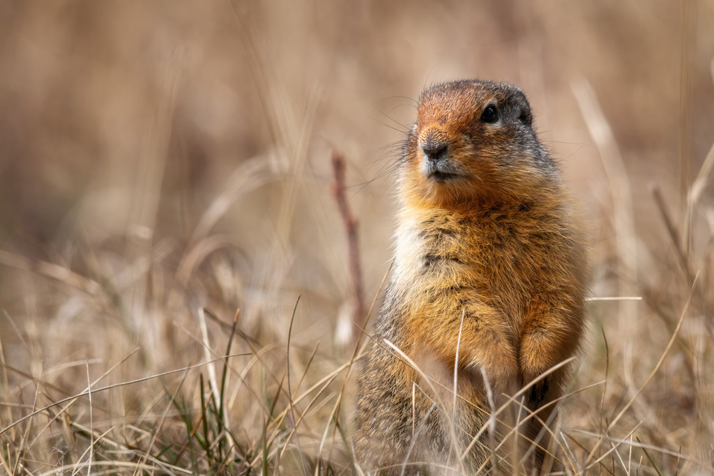 Erdhörnchen | christophschaarschmidt - Realisiert mit Pictrs.com