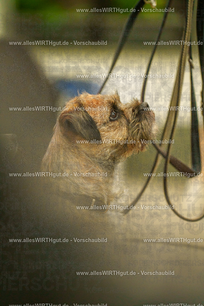 @allesWIRTHgut_Tierfotografie - www.allesWIRTHgut.de - 115942-7R508701 | Professionelle Tierfotografie in Mönchengladbach von Daniel Wirth (allesWIRTHgut). Liebevolle & natürliche Bilder von Hunden & Katzen für unvergessliche Erinnerungen.