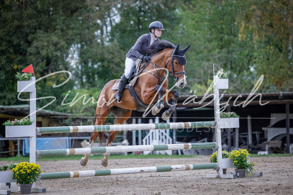 20251012-_3LI5152 | Tierfotografie Pferde, Hunde, Katzen, Haustiere.
Turnierfotografie Reitturniere, Reiten, Springreiten, Dressur in Hanau, dem Main-Kinzig-Kreis und dem Rhein-Main- Gebiet um Frankfurt