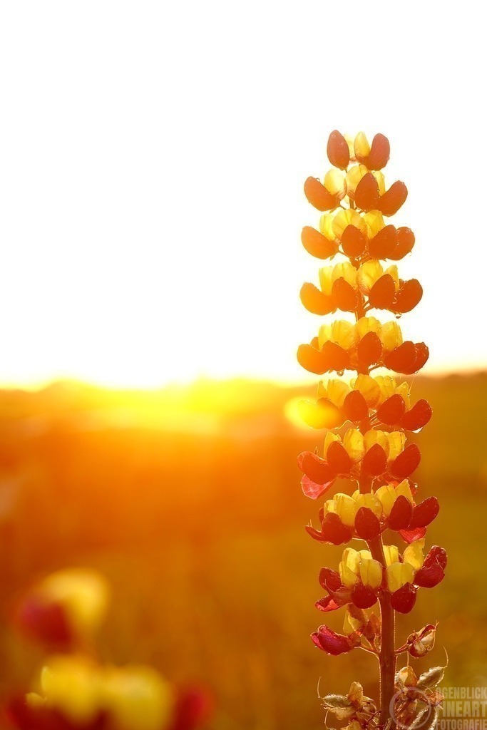 SR700038 | Björn Thiemann; Ogenblick.de; Fotografie; Photograph; Landscape, Pellworm, Schleswig-Holstein; Inselfotograf; Inselfotografien; Wattenmeer; National-Park; Naturschutzgebiet; Leuchtturm; Lighthouse; Leinwandbilder; Kalender; Pellworm Kalender;  - Realisiert mit Pictrs.com