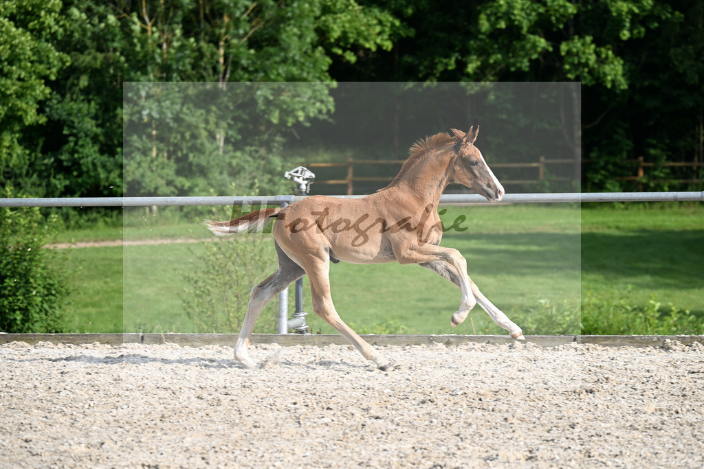 Kat-Nr. 14 Dream Royal x Don Frederic_HF_Oncken_17251110 | hf-fotografie - Realisiert mit Pictrs.com
