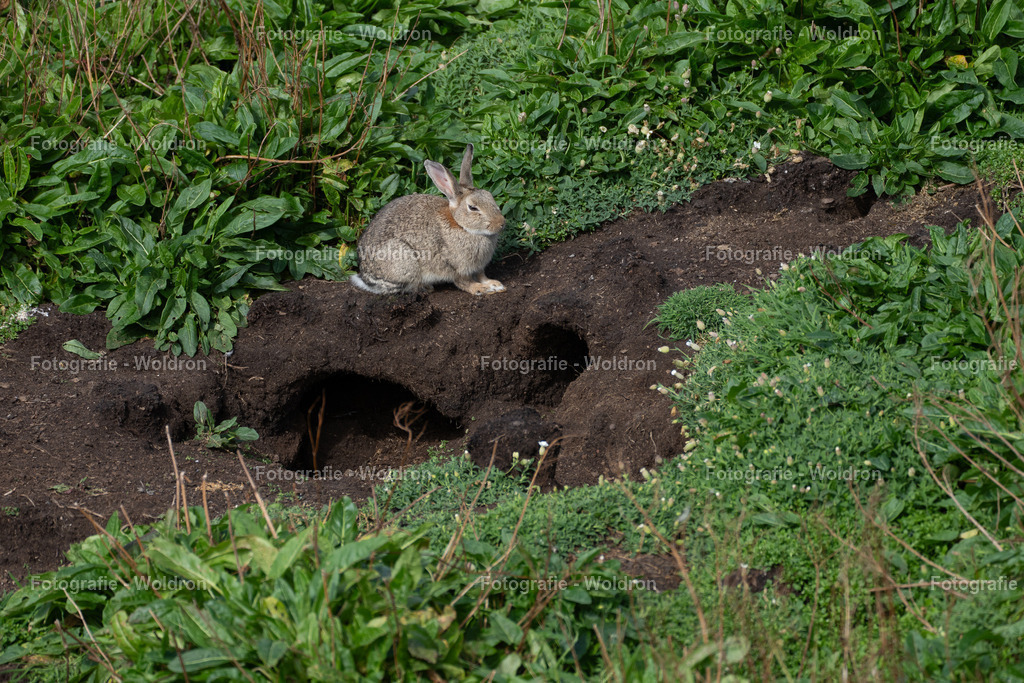 20230815 Isle of Sky - St.Andrews - Dundee-95 | Fotografie Woldron