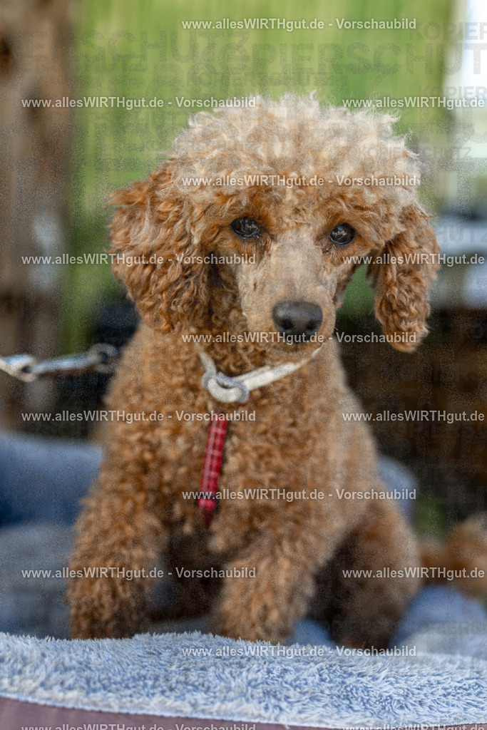 Hundeschwimmen_Volksbad_2026-allesWIRTHgut_Tierfotografie-2609061111-102155-7R509508 | Professionelle Tierfotografie in Mönchengladbach von Daniel Wirth (allesWIRTHgut). Liebevolle & natürliche Bilder von Hunden & Katzen für unvergessliche Erinnerungen.