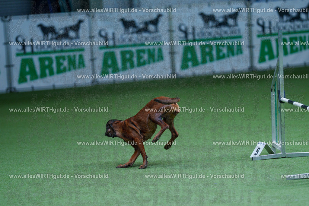 @allesWIRTHgut_Tierfotografie - www.allesWIRTHgut.de - 2604251236-7R502203 | Professionelle Tierfotografie in Mönchengladbach von Daniel Wirth (allesWIRTHgut). Liebevolle & natürliche Bilder von Hunden & Katzen für unvergessliche Erinnerungen.