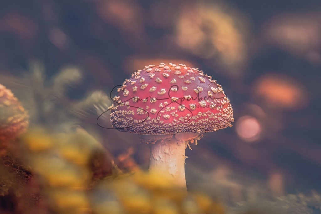 Fliegenpilz | Simone Sperber, svb-photography,Fotografin,Bilddesignerin,Naturfotografie,Macrofotografie,Tierfotografie,Wildtierfotografie,Ausstellungen,Auftragsfotografie,Kunst,Art,Photographer,Shootings,Bildberatbeitung,Galerie,Shop