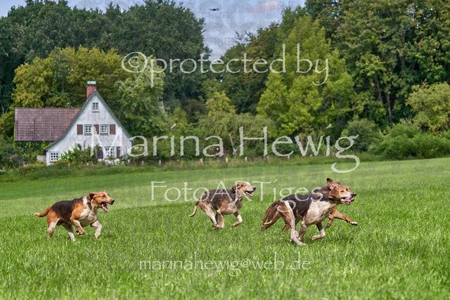 08-23 Bredeneek Jagd_MCH9434_Marina Hewig | Fotografie, FotoArt, PferdesportArt, Pferdesportfotografie, Landschaftsfotografie, Reisefotografie, Reise, Pferde - Realisiert mit Pictrs.com