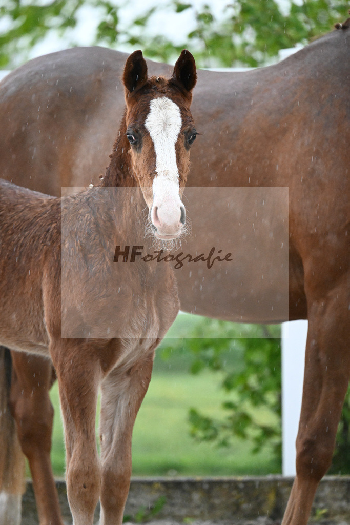 Kat-Nr. 33 HF Ermitage Kalone x Tobago Z_Gaub_23261257 | hf-fotografie - Realizzato con Pictrs.com