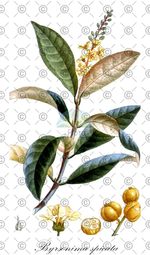 HistAbb_wfo-0000698497_1_ENZY_Simple | Historische Abbildung von Byrsonima spicata - Malpighiaceae | Historical Illustration of Byrsonima spicata - Malpighiaceae