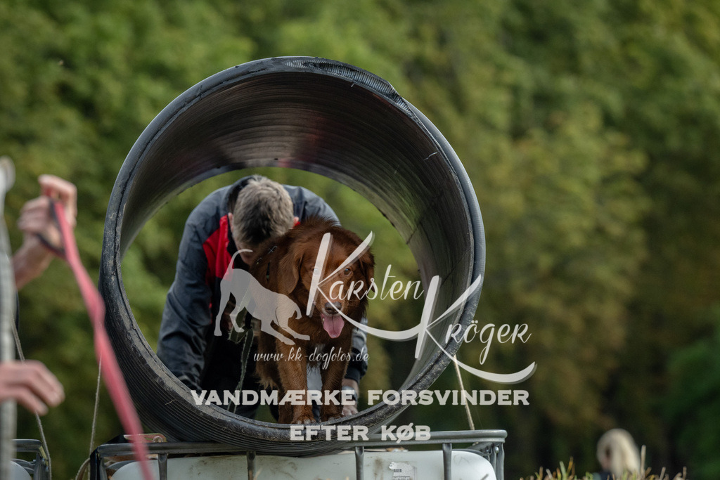 1037_ZZ92653 | kk-dogfotos