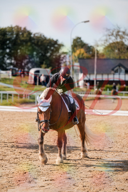 2026_10_03_Siefer-Hof_130543_Z63_69489204 | Professionelle Reitsport-, Turnier- und Eventfotografie von Robert Broda. Galerien mit ausgewählten und bearbeiteten Bildern direkt online ansehen und bestellen.