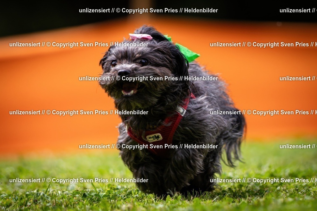 Sven Pries | 19. Allgemeines Hunderennen Karlsruhe Durlach - Realisiert mit Pictrs.com