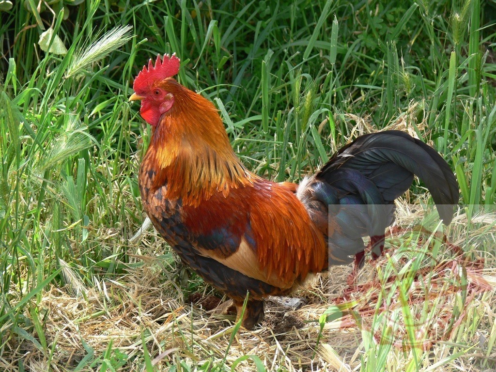 Rooster standing in green grass on a farm | Rooster standing outdoors in green grass with colorful feathers and red comb - Realized with Pictrs.com