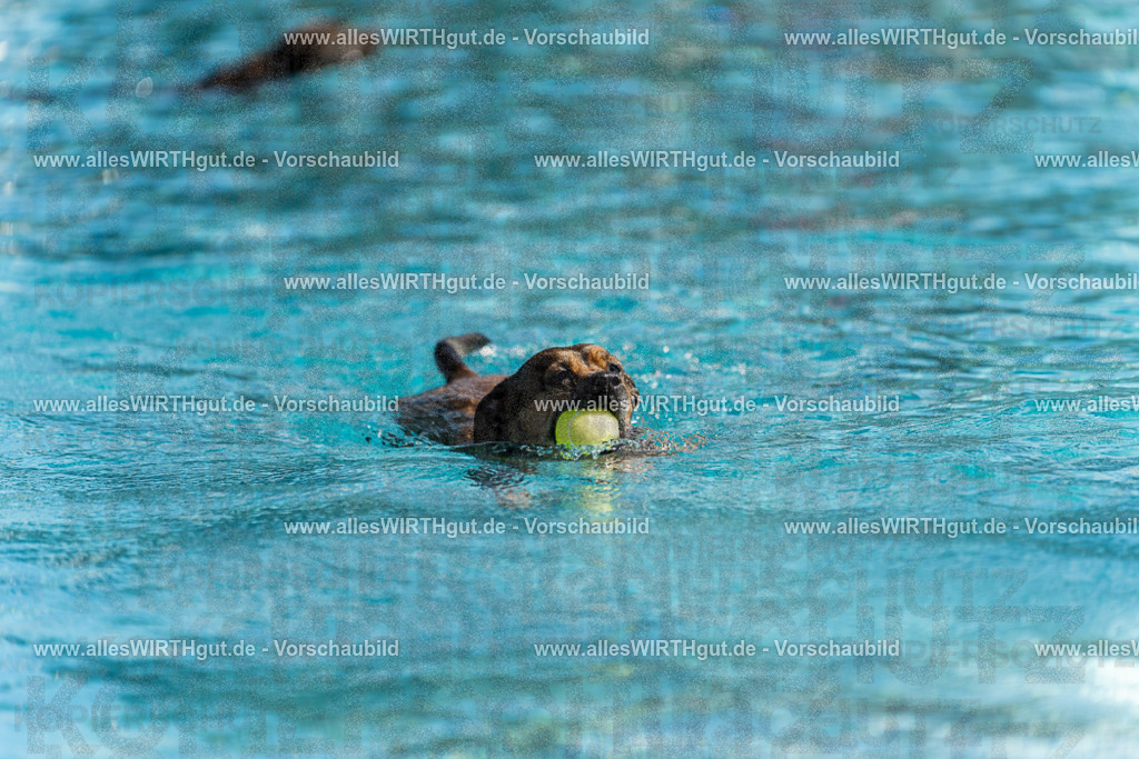 Hundeschwimmen_Volksbad_2026-allesWIRTHgut_Tierfotografie-2609061124-103404-7R509627 | Professionelle Tierfotografie in Mönchengladbach von Daniel Wirth (allesWIRTHgut). Liebevolle & natürliche Bilder von Hunden & Katzen für unvergessliche Erinnerungen.
