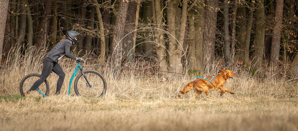 DV3A4828 | Hundefotografie, Tierfotograf, Pfotenfotografie, Fotoshooting Hund, Hunde Portrait, Hundesport, Hundeportraits, Heideshooting, Hunde, Sportfotograf, Hundefotograf, Turnierhundsport, THS,  - Realisiert mit Pictrs.com