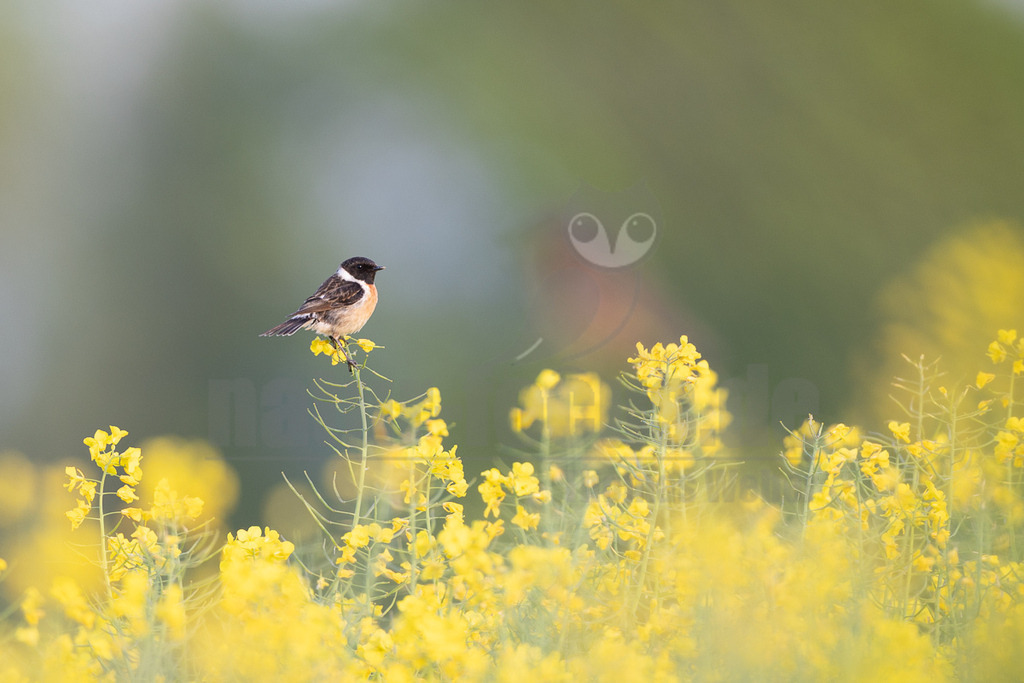 R6M36136_20260507 | Ein männliches Schwarzkehlchen (Saxicola rubicola) sitzt auf einem Stängel einer gelb blühenden Rapspflanze. Der Vogel hat einen schwarzen Kopf, einen weißen Halskragen und eine orange-braune Brust. Der Hintergrund ist unscharf und grün, während im Vordergrund weitere gelbe Rapsblüten zu sehen sind. Das Tier blickt nach rechts. - Realisiert mit Pictrs.com