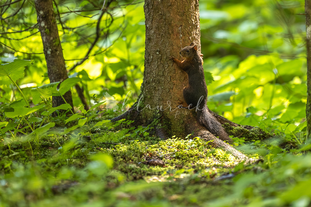 _01A5895 | Sportbilder, Sportfotograf, Hochzeits- und Eventfotografin, Flugshows, Portraits und Tiershooting, Aviation, Downhill, Nationalleague, Swissleague, International
