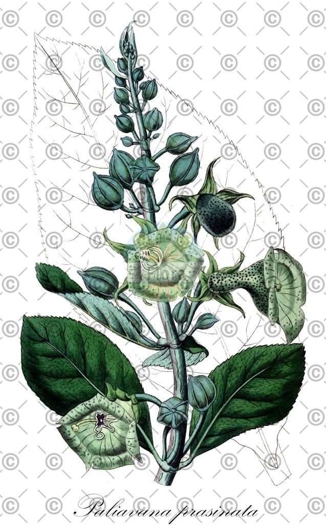 HistAbb_wfo-0000745354_1_ENZY_Simple | Historische Abbildung von Paliavana prasinata - Gesneriaceae | Historical Illustration of Paliavana prasinata - Gesneriaceae