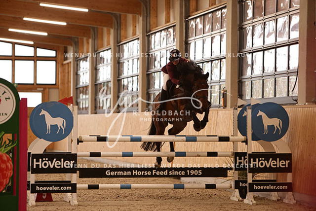 1J2A9761Juliane Weihs_ Hell Boy van de Zuuthoeve Z_ Kn278_ Glantz_ Hohen Wieschendorf | Foto- und Videografie für alles rund ums Pferd. Hochwertige Bilder und Videos vom Spring- und Dressurreiten, Voltigieren & mehr. Jetzt aktuelle Veranstaltungen und Preise im Shop ansehen. - Realisiert mit Pictrs.com