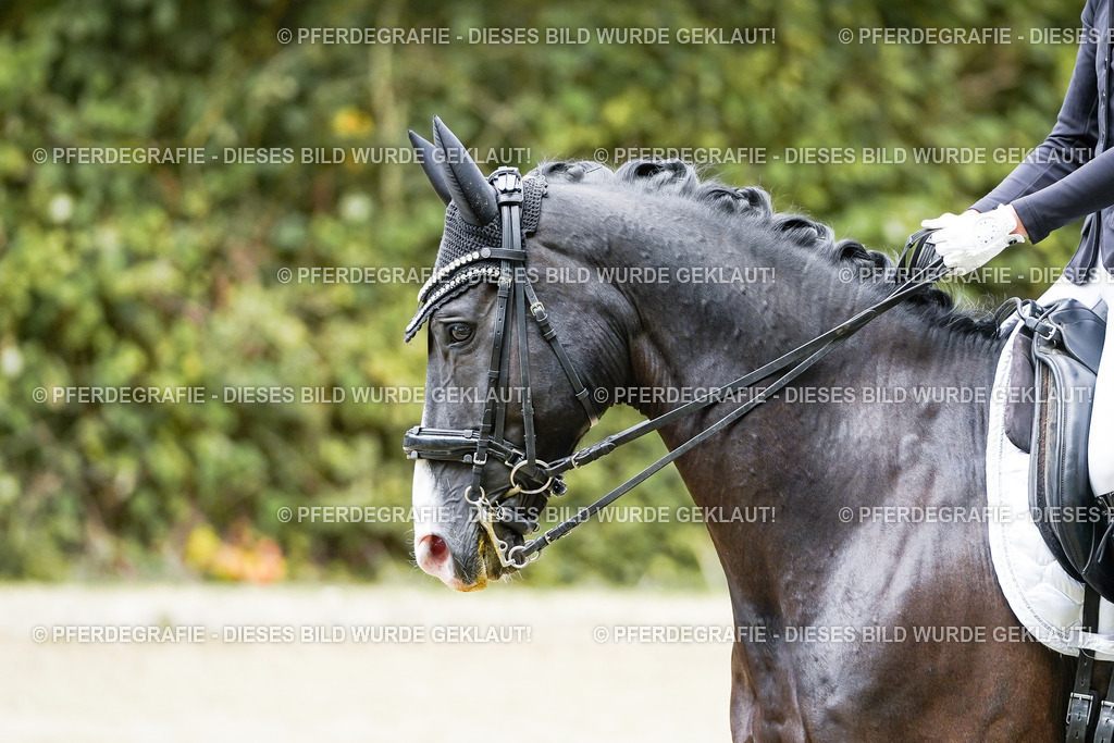 DSC05963 | Pferdegrafie