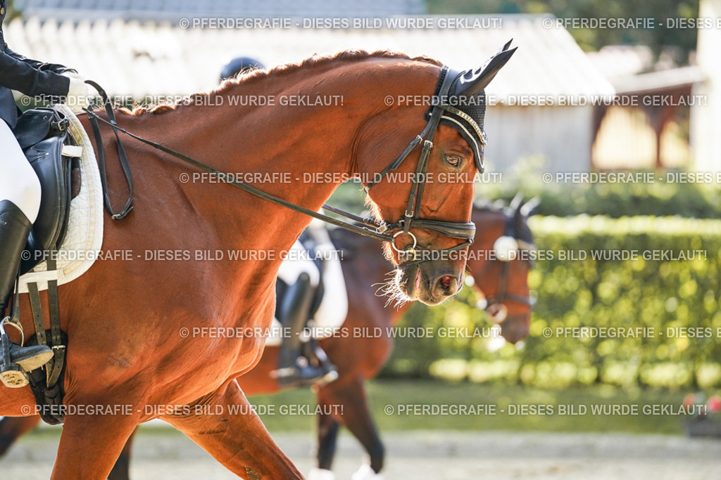 DSC06939 | Pferdegrafie