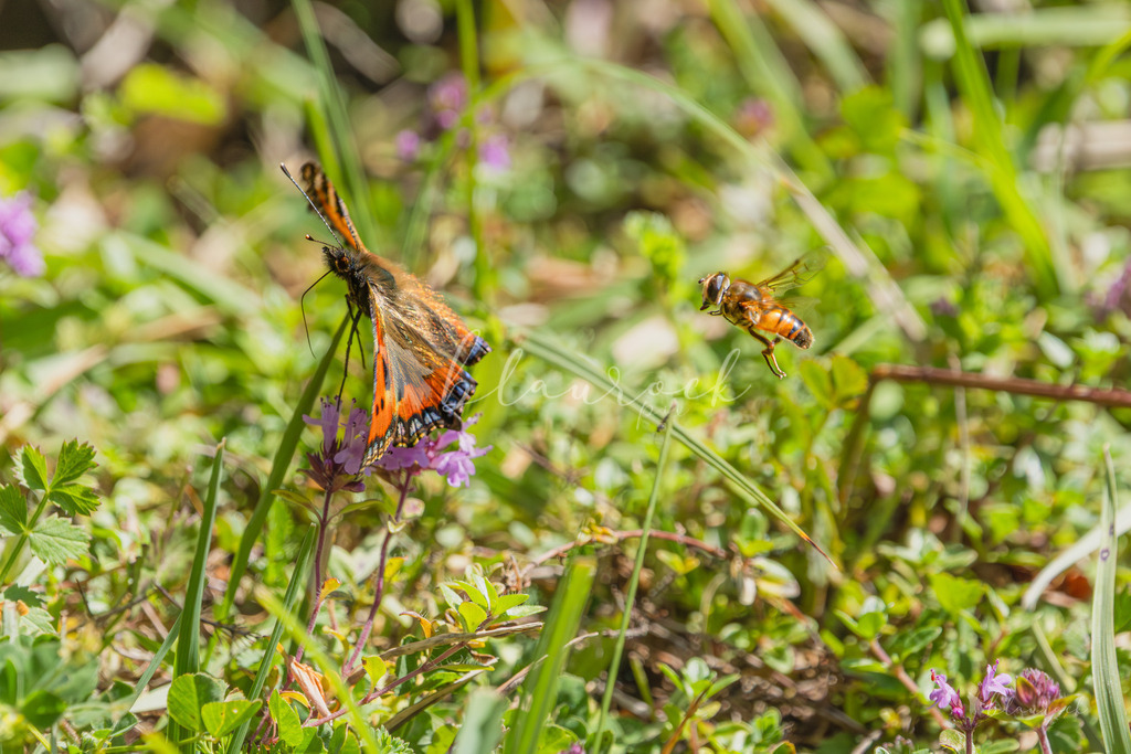 701A2417 | Sportbilder, Sportfotograf, Hochzeits- und Eventfotografin, Flugshows, Portraits und Tiershooting, Aviation, Downhill, Nationalleague, Swissleague, International