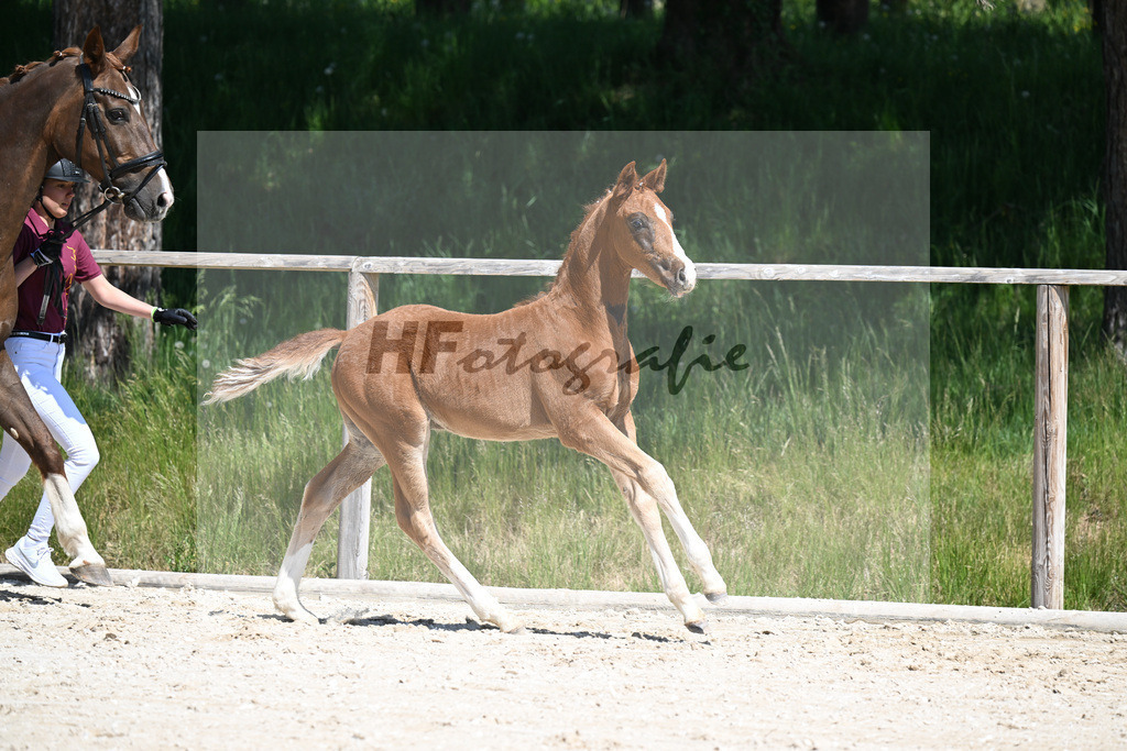 Don Schufro x Don Massimo_HF_Aumer_10250147 | hf-fotografie - Realizzato con Pictrs.com