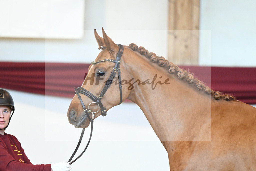 Kat-Nr. 56 v. Vivaldos_Fischer_66220829 | hf-fotografie - Realisiert mit Pictrs.com
