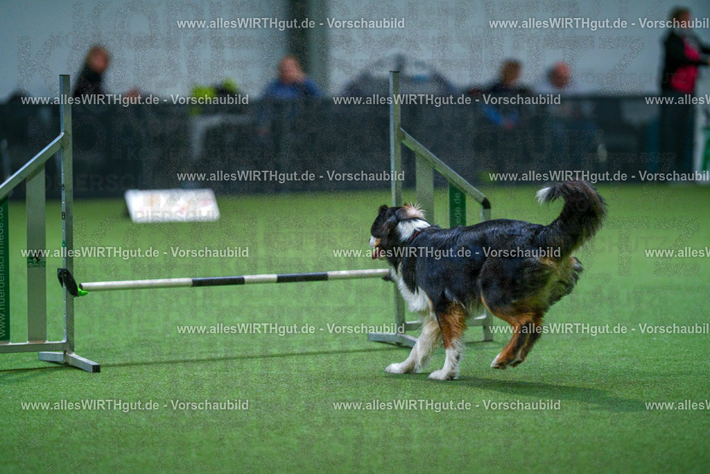 7R501953 | Professionelle Tierfotografie in Mönchengladbach von Daniel Wirth (allesWIRTHgut). Liebevolle & natürliche Bilder von Hunden & Katzen für unvergessliche Erinnerungen.