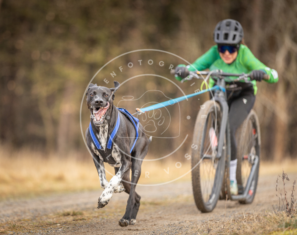 DV3A3406 | Hundefotografie, Tierfotograf, Pfotenfotografie, Fotoshooting Hund, Hunde Portrait, Hundesport, Hundeportraits, Heideshooting, Hunde, Sportfotograf, Hundefotograf, Turnierhundsport, THS,  - Realisiert mit Pictrs.com