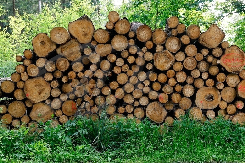 NatureArt-HOLZSTAPEL_0177 | Alle Stämme sind zusammen | #002 | Modell: Liza | Foto: Tschiponnique Skupin - Realisiert mit Pictrs.com