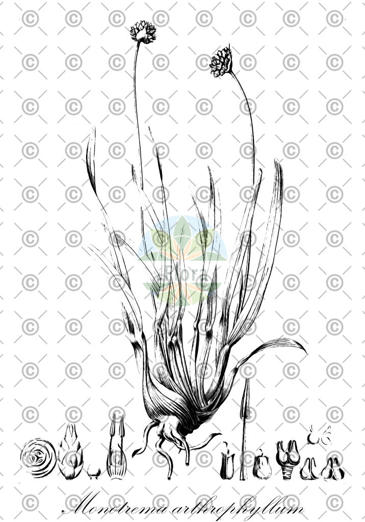 HistAbb_wfo-0001128934_1_ENZY_Simple | Historische Abbildung von Monotrema arthrophyllum - Rapateaceae | Historical Illustration of Monotrema arthrophyllum - Rapateaceae