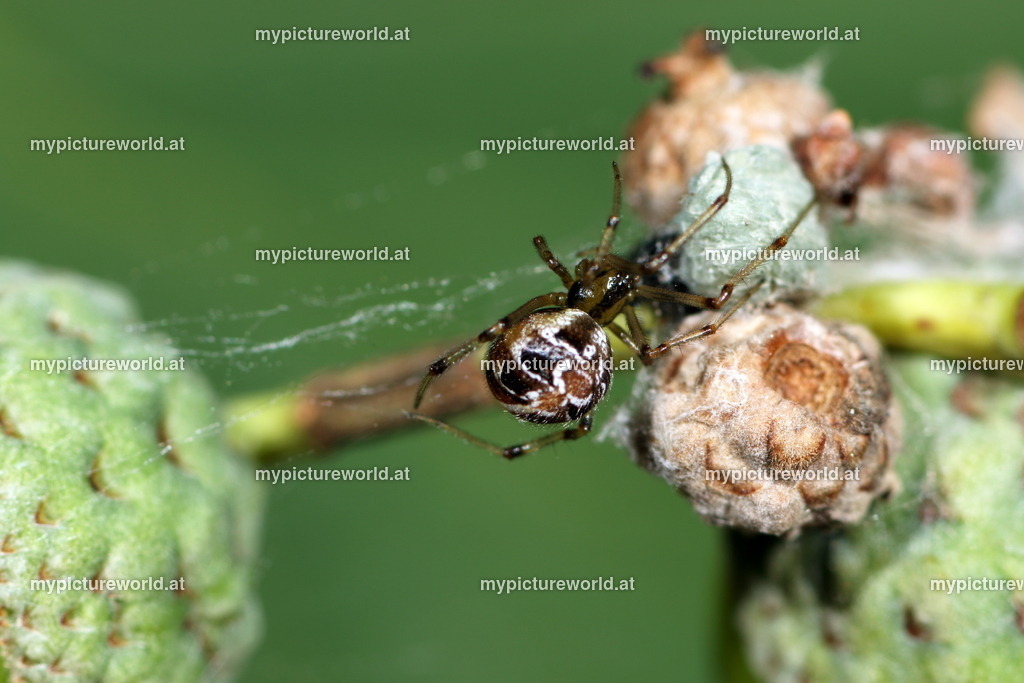 Phylloneta sisyphia-003 | Das Bilderarchiv über Tiere, Planzen und Landschaften. In der Bilddatenbank finden Sie ein große Auswahl an hochwertigen Bilder für Ihre Werbung - Realisiert mit Pictrs.com